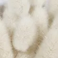 Мускус